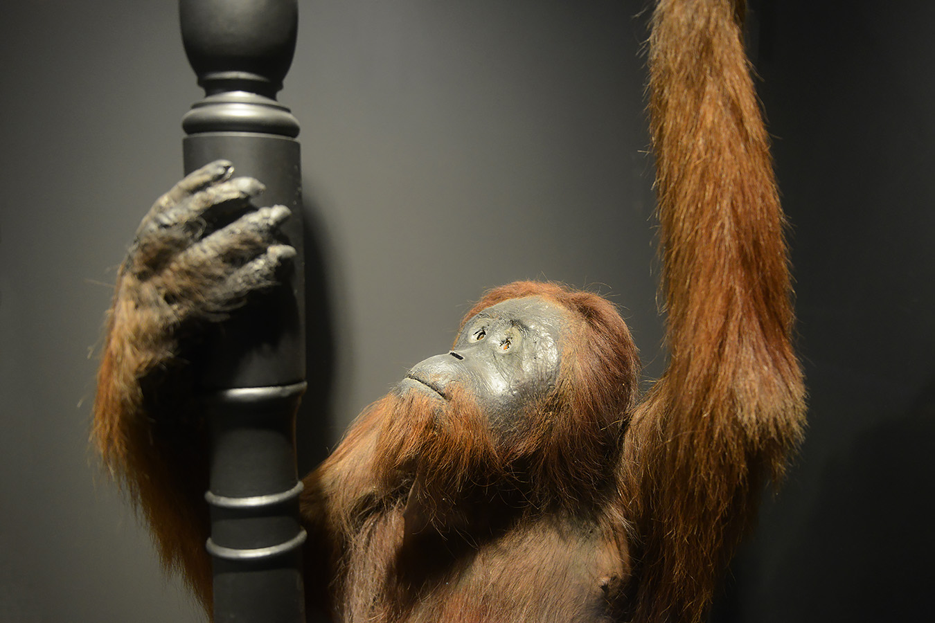 museum voor natuurwetenschappen brussel 11-2022 5581