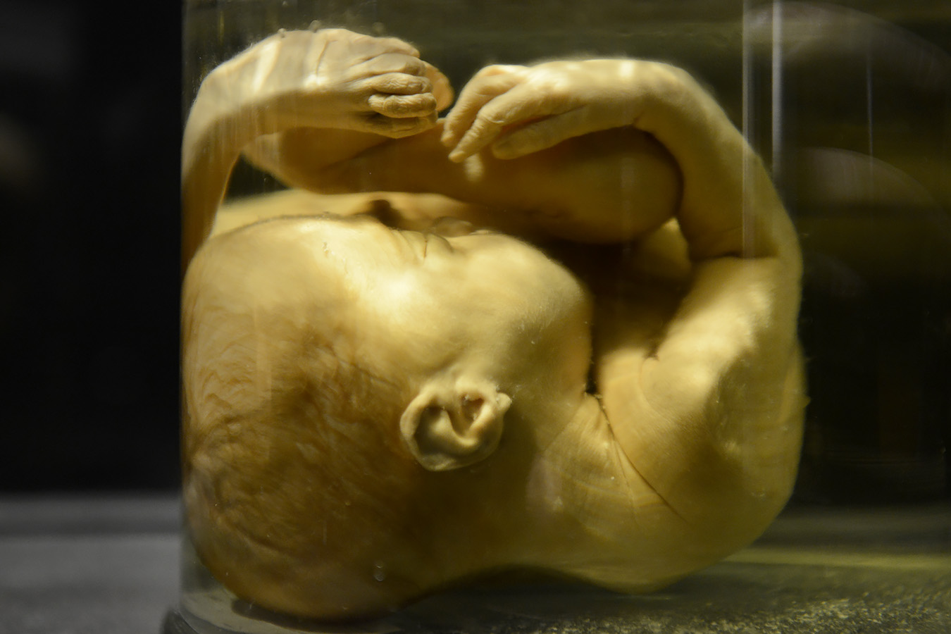 museum voor natuurwetenschappen brussel 11-2022 5589