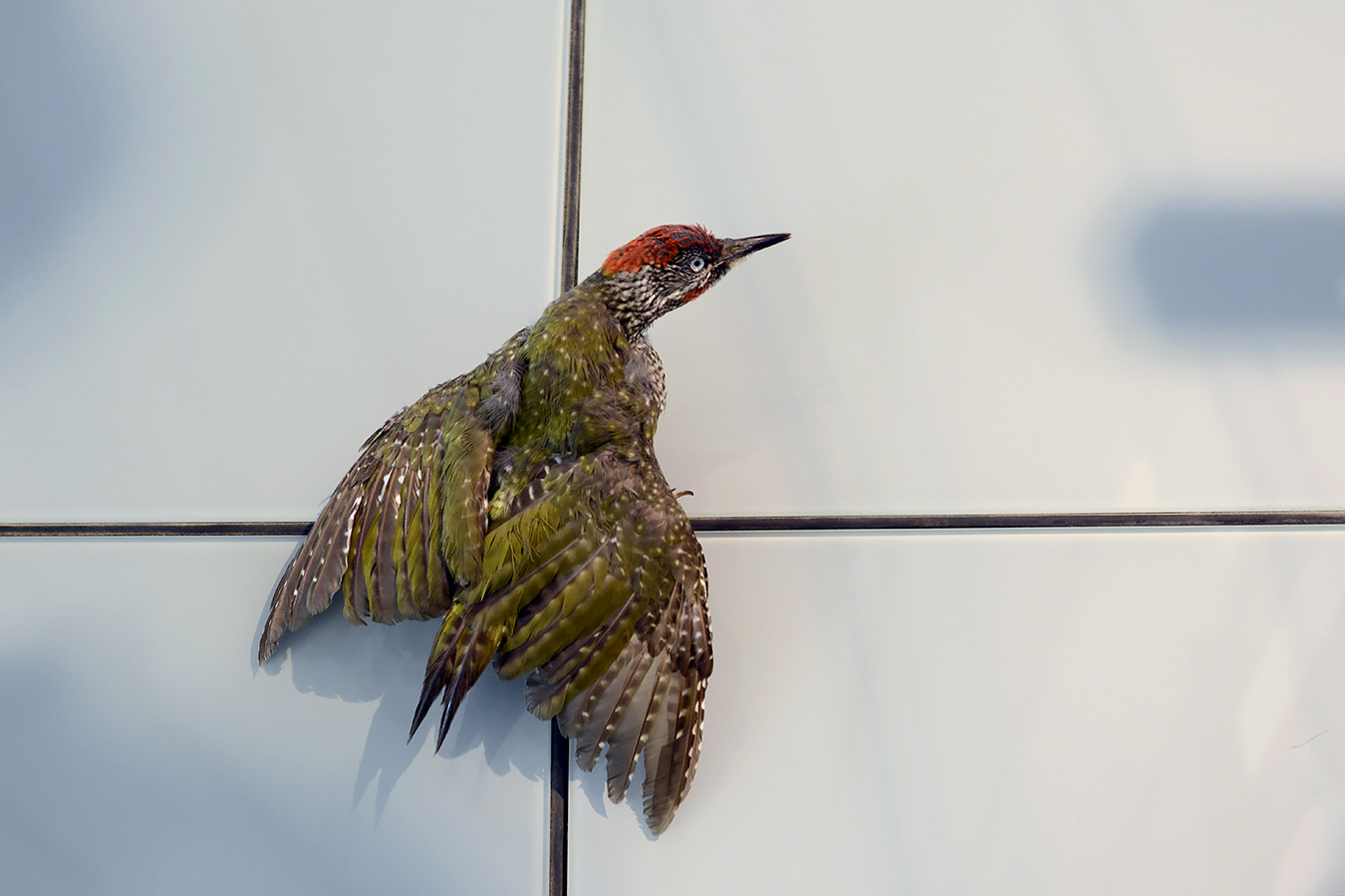 museum voor natuurwetenschappen brussel 11-2022 5597