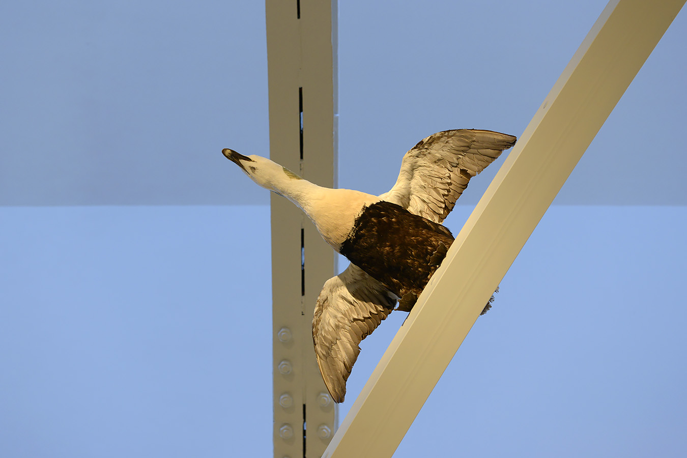 museum voor natuurwetenschappen brussel 11-2022 5623