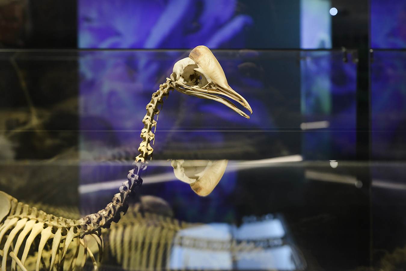 museum voor natuurwetenschappen brussel 11-2022 5634