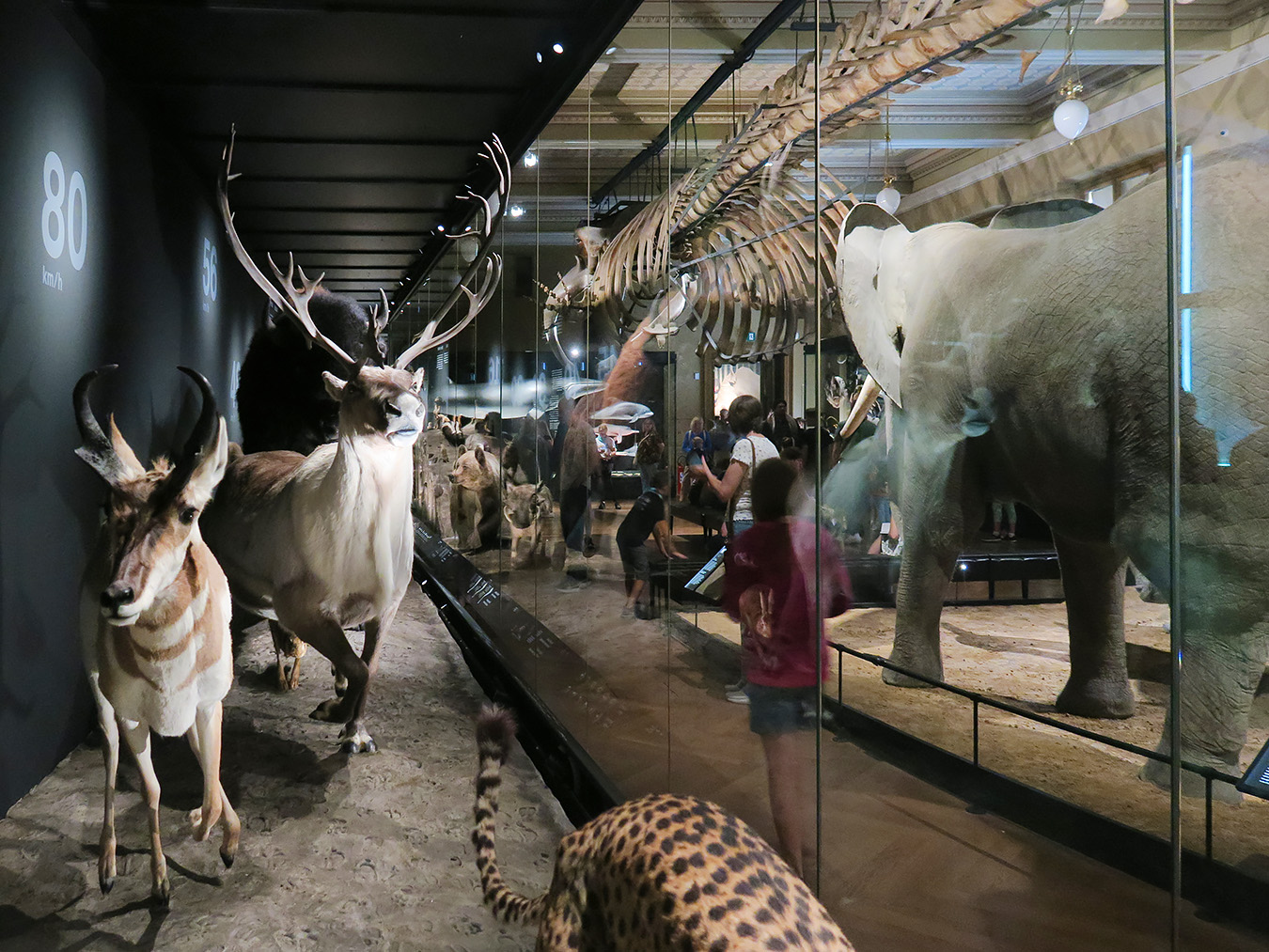 narodni muzeum praag 7-2023 9018