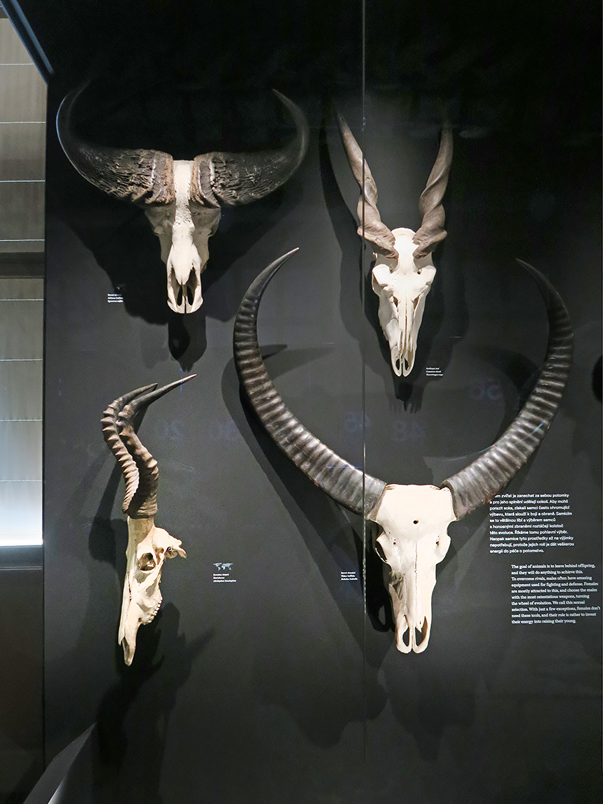 narodni muzeum praag 7-2023 9057