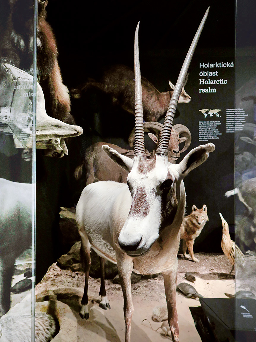 narodni muzeum praag 7-2023 9061