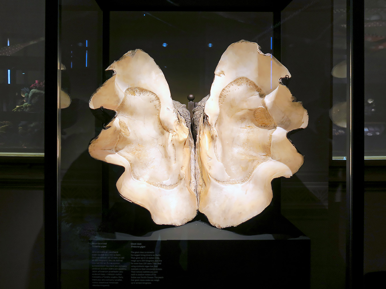 narodni muzeum praag 7-2023 9085