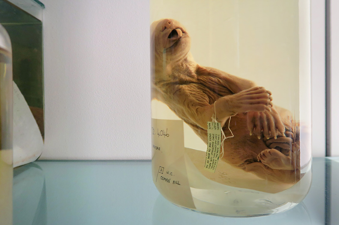 natural history museum londen 4-2018 5365