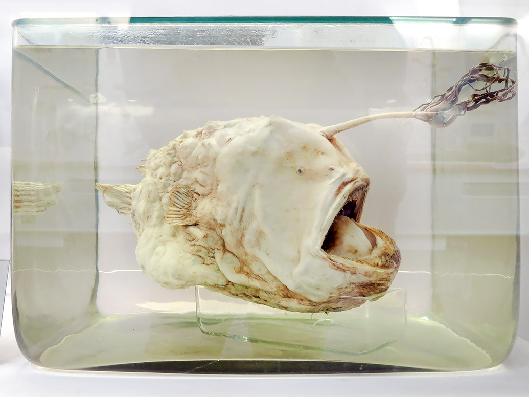 natural history museum londen 5-2015 5946