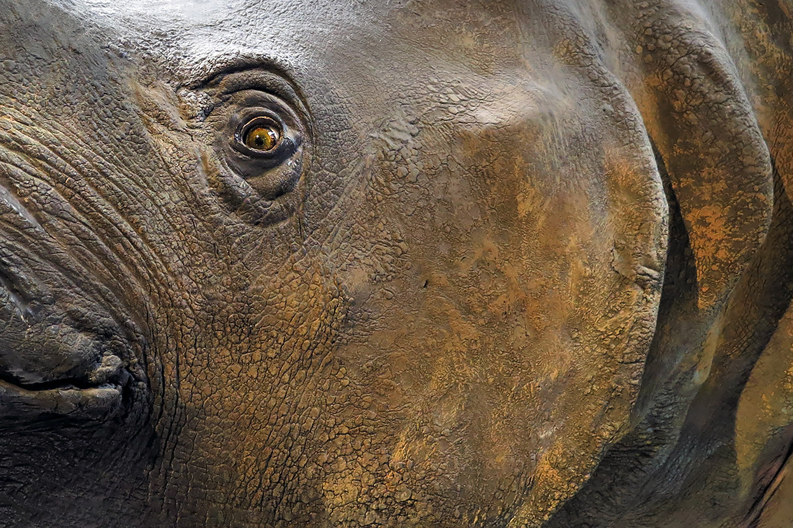 natural history museum londen 5-2015 5947