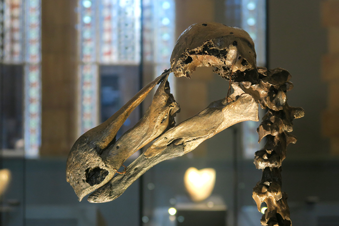 natural history museum londen 5-2018 5178