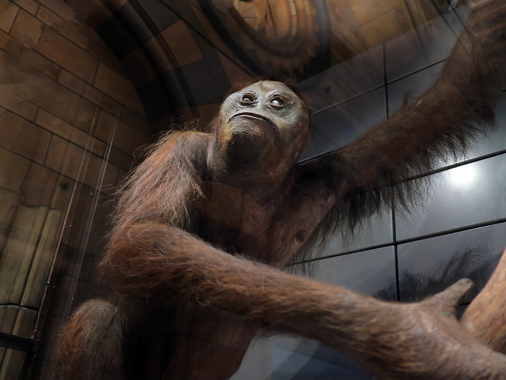 natural history museum londen 5-2018 5274