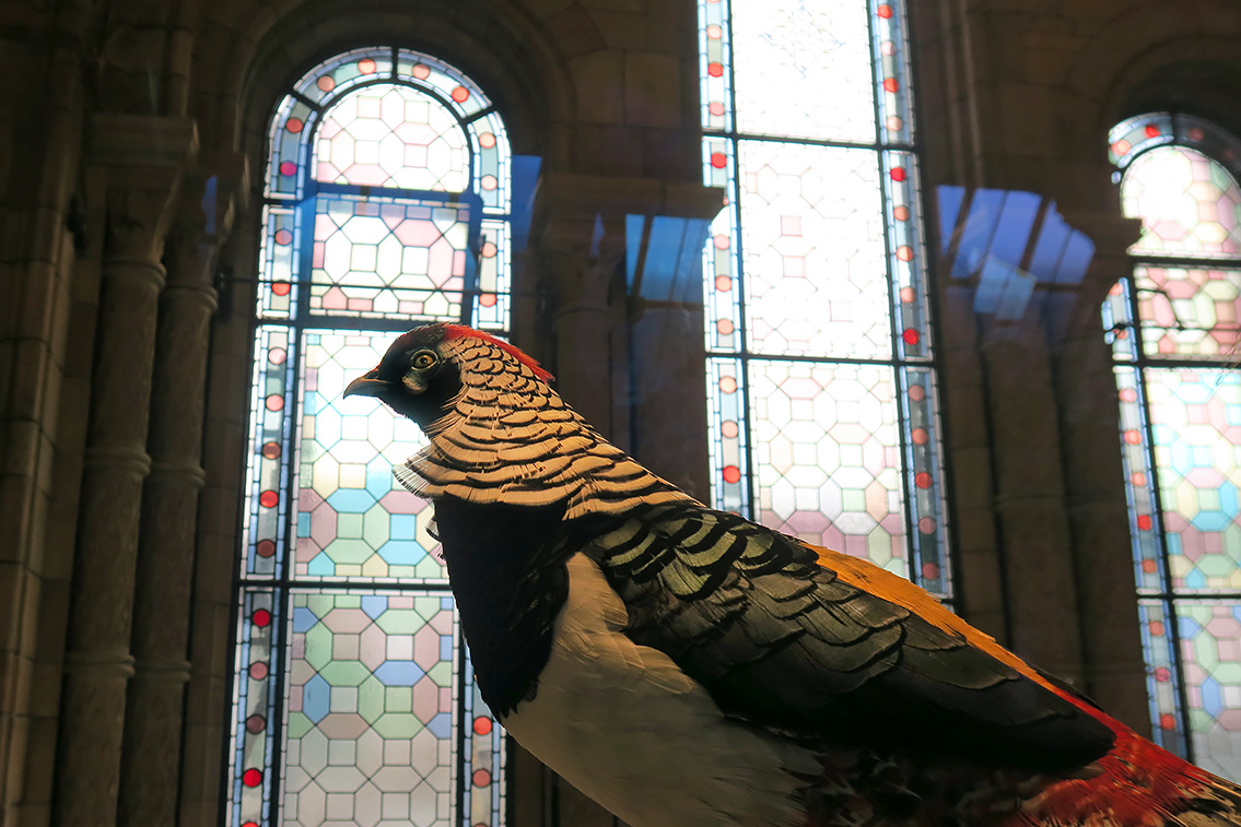 natural history museum londen 5-2018 5275