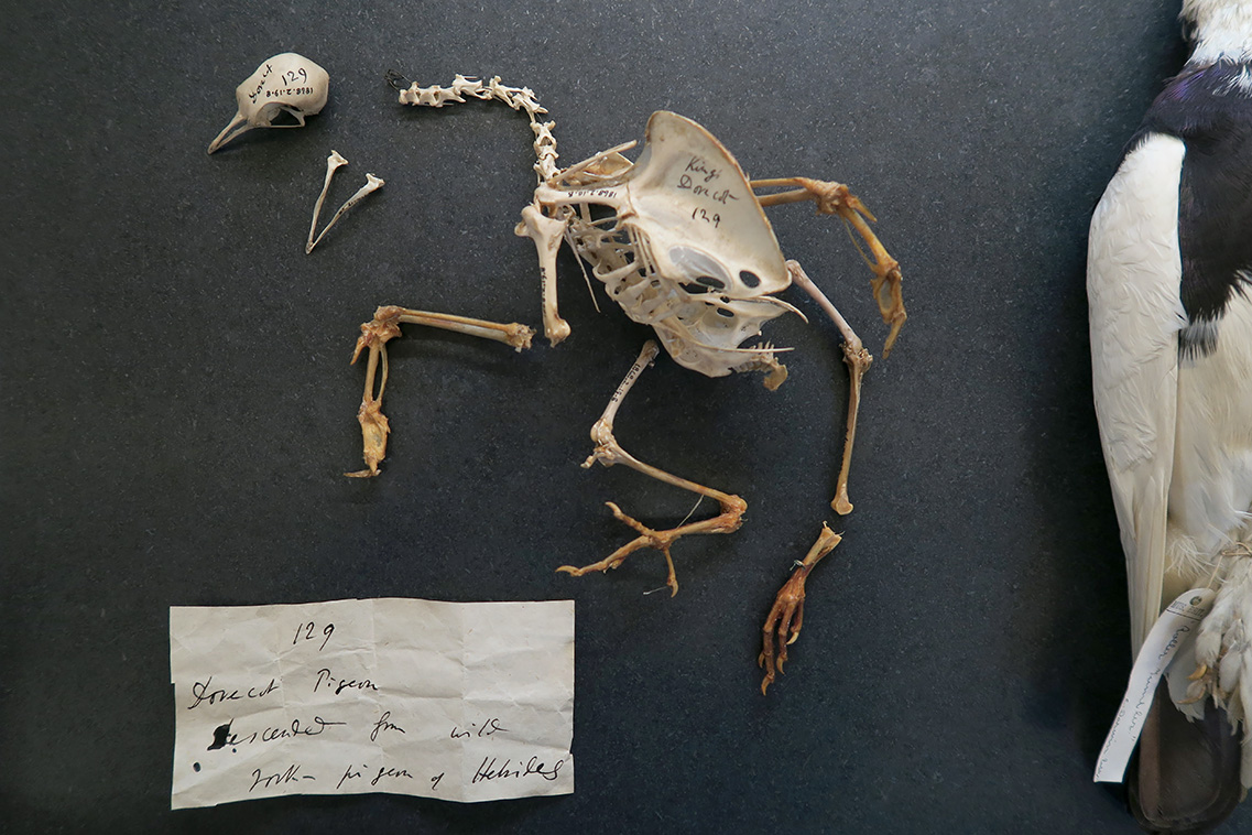 natural history museum londen 5-2018 5290