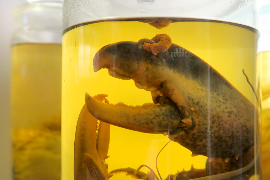 natural history museum londen 5-2018 5339