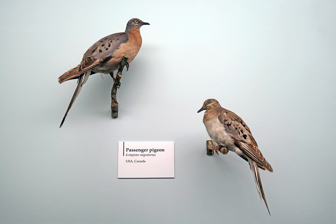 trekduif (Ectopistes migratorius) 4-2018 5237