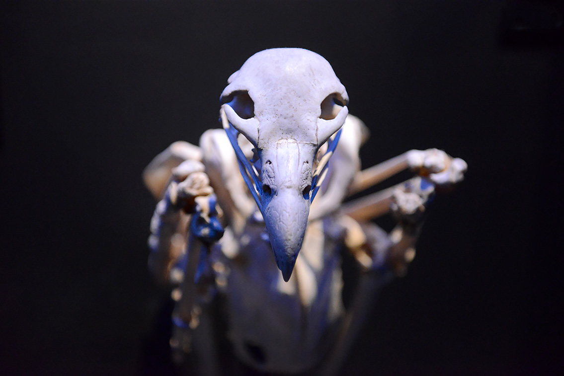 naturalis 9-2021 9690