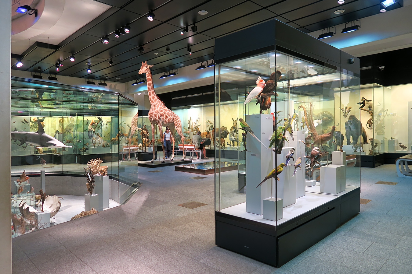 naturhistorisches museum der universitat zurich 8-2024 0961