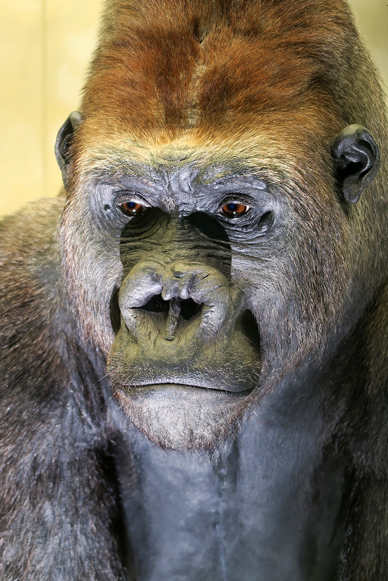 naturhistorisches museum der universitat zurich 8-2024 0963