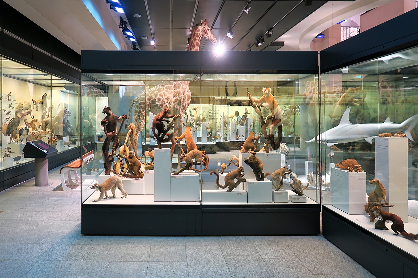 naturhistorisches museum der universitat zurich 8-2024 0970