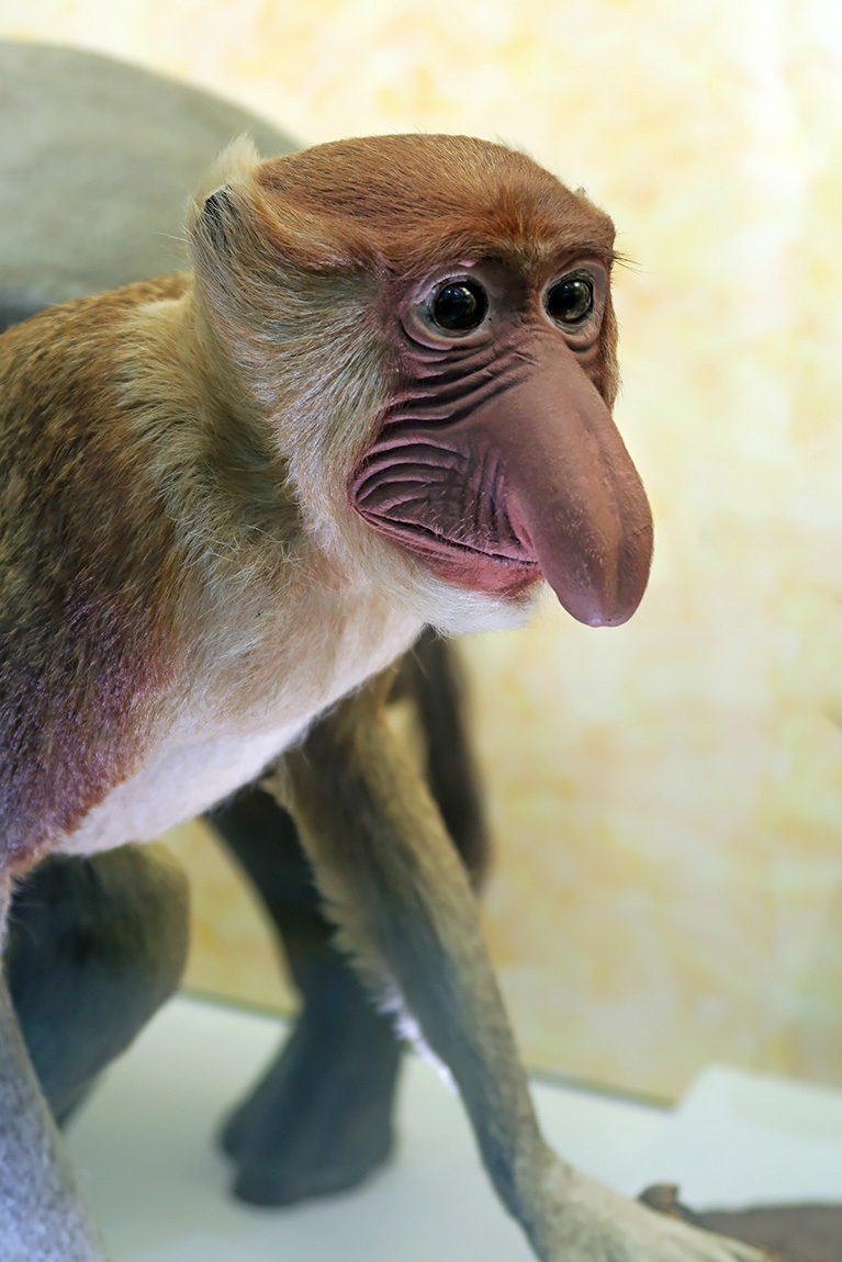 naturhistorisches museum der universitat zurich 8-2024 0971