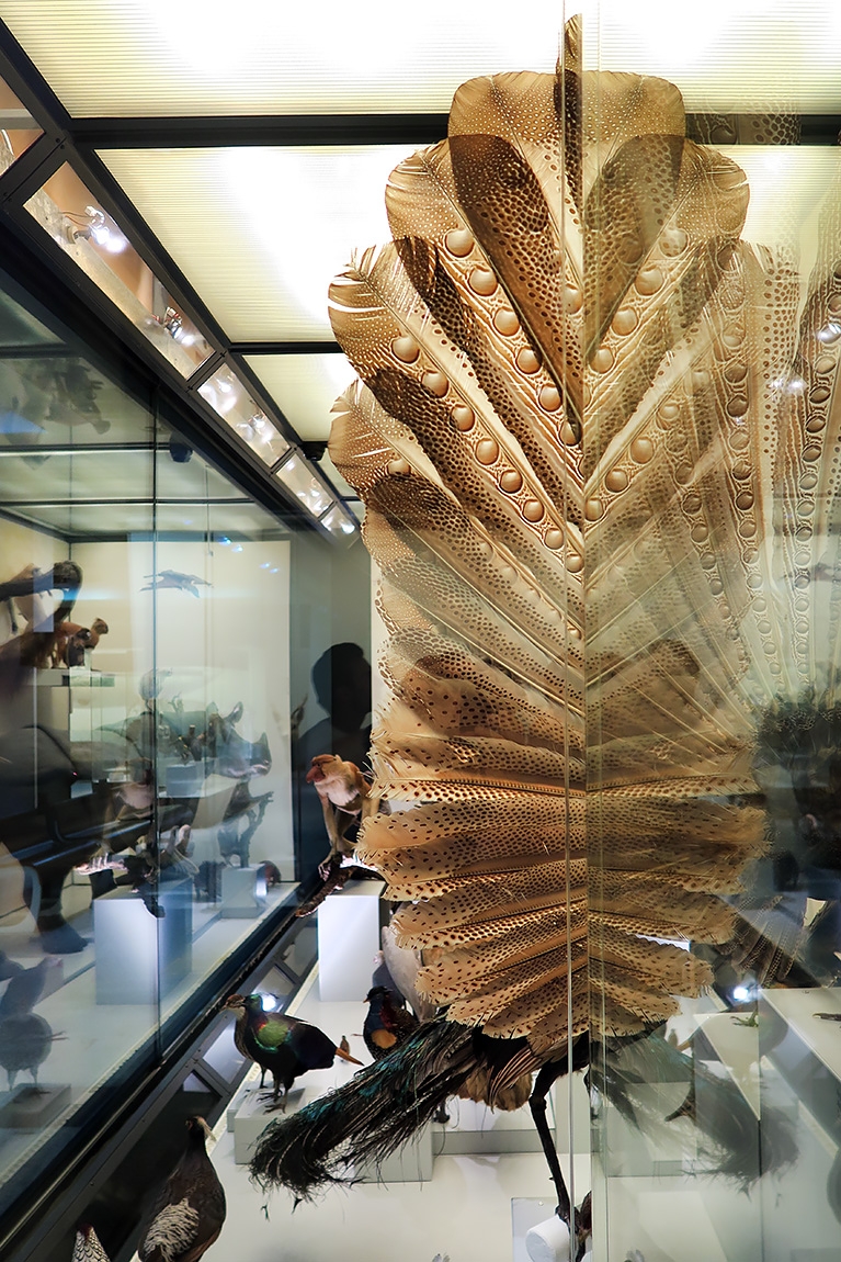 naturhistorisches museum der universitat zurich 8-2024 0997