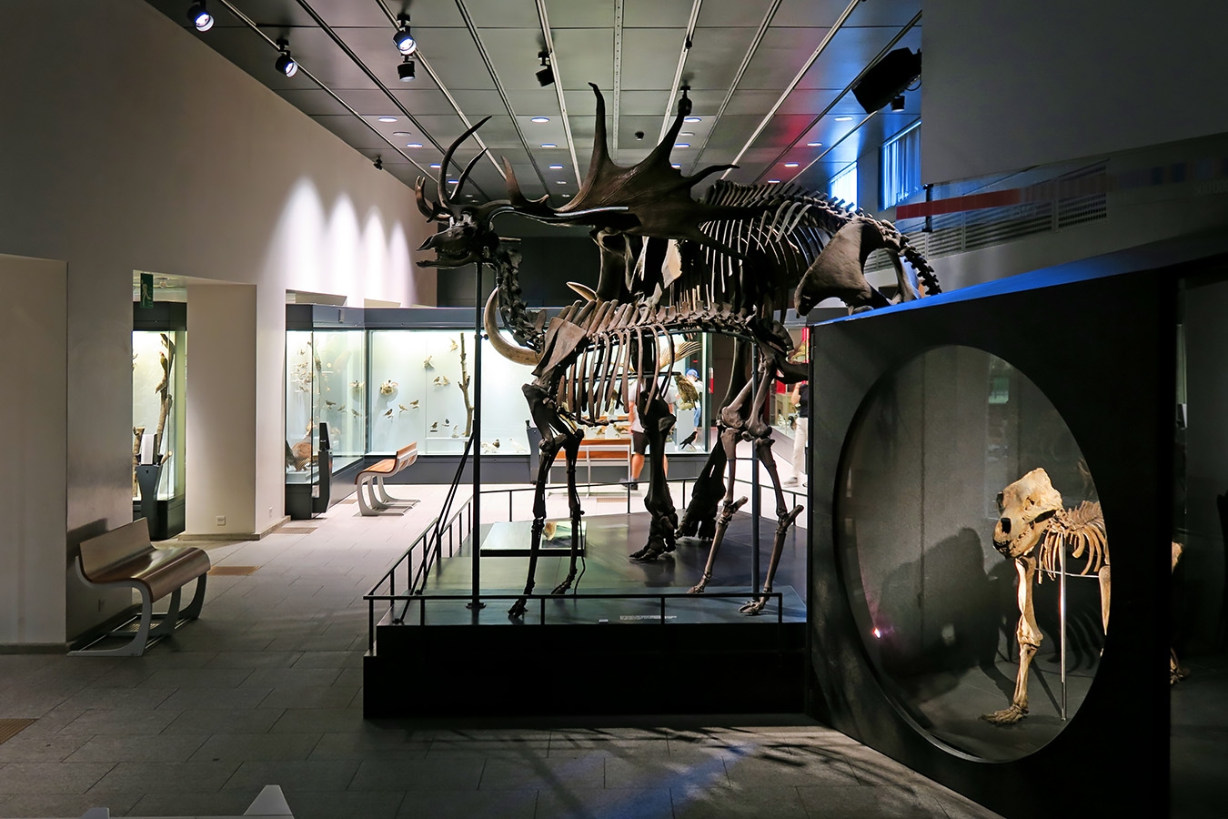 naturhistorisches museum der universitat zurich 8-2024 1022