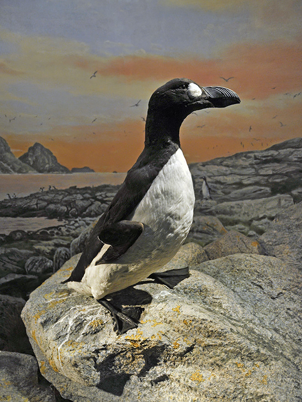 naturhistorisk museum oslo 8-2015 8402