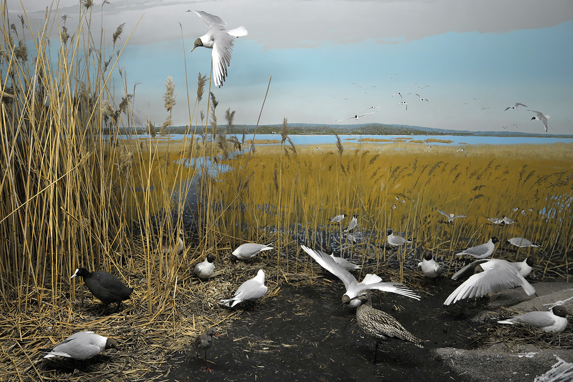 naturhistorisk museum oslo 8-2015 8404
