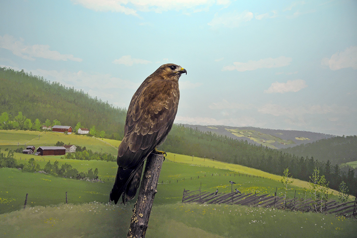 naturhistorisk museum oslo 8-2015 8407