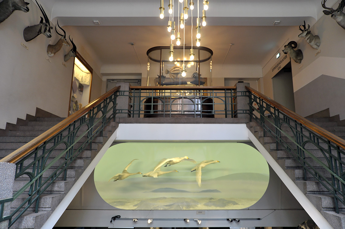 naturhistorisk museum oslo 8-2015 8412