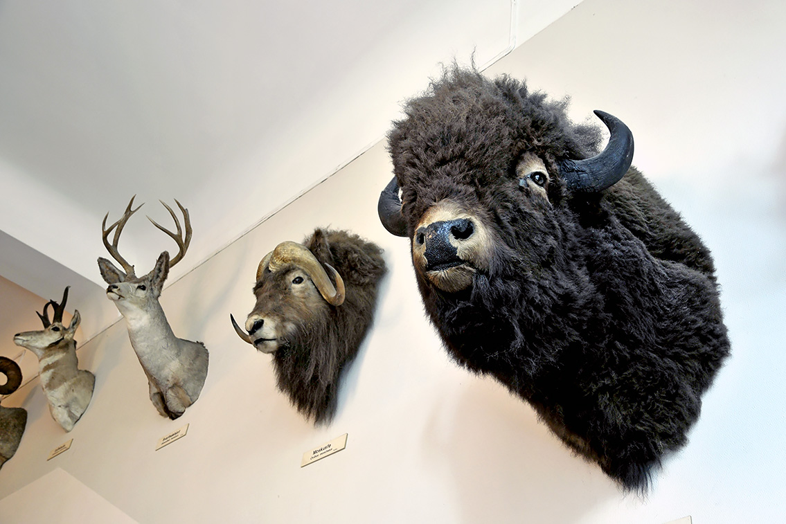 naturhistorisk museum oslo 8-2015 8413