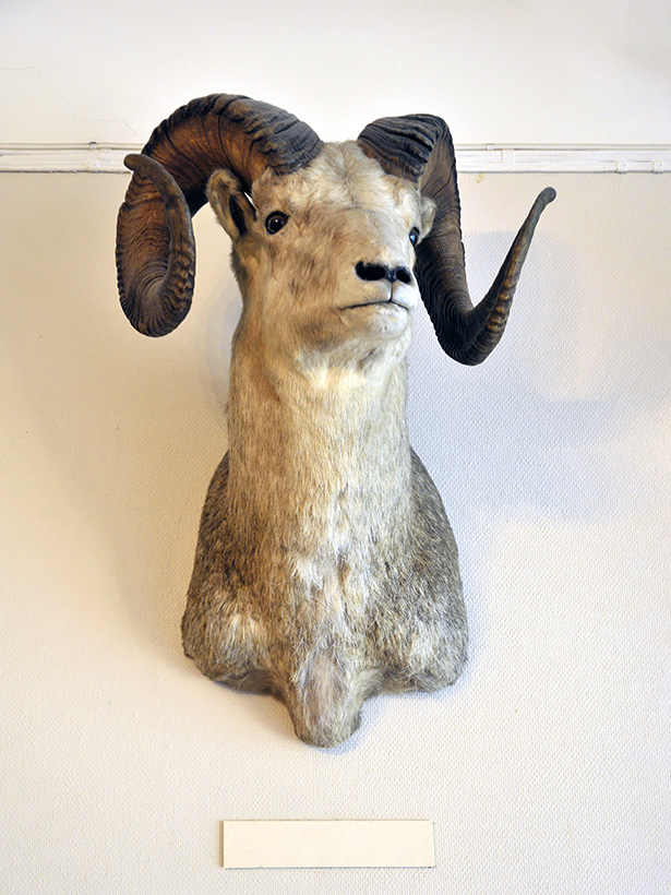 naturhistorisk museum oslo 8-2015 8414