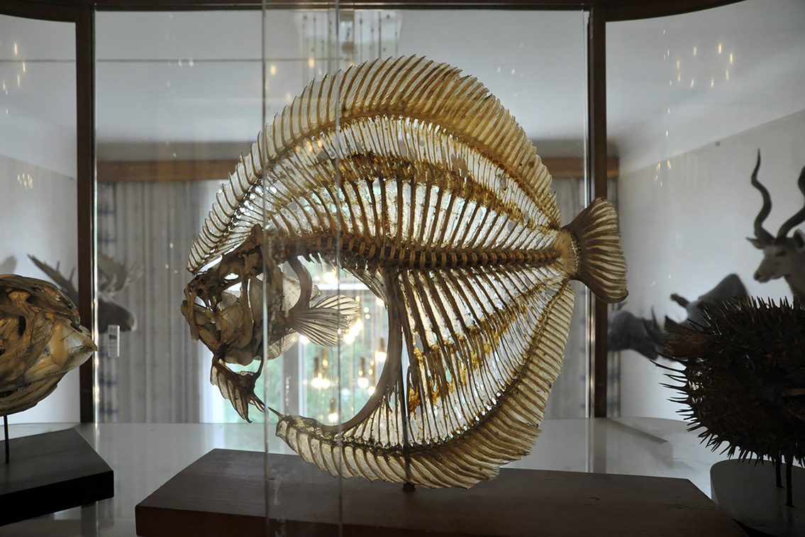 naturhistorisk museum oslo 8-2015 8415