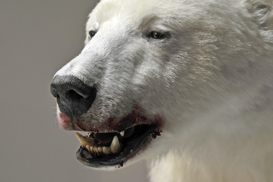 naturhistorisk museum oslo 8-2015 8432