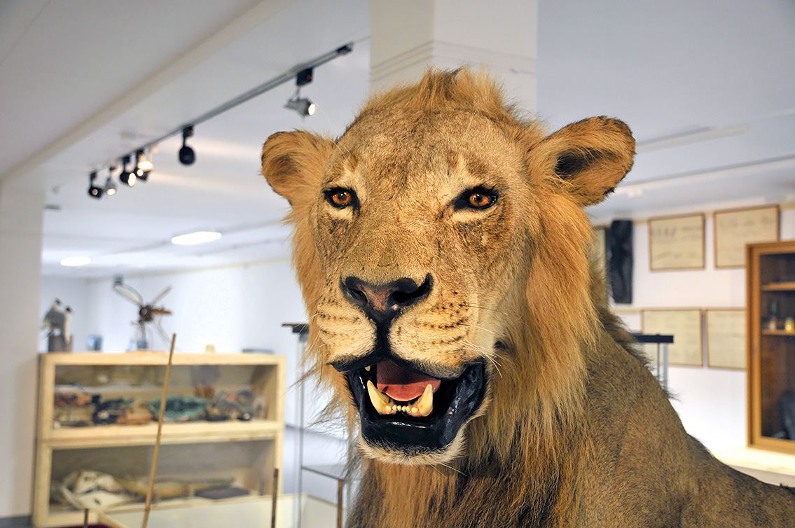 naturhistorisk museum oslo 8-2015 8434