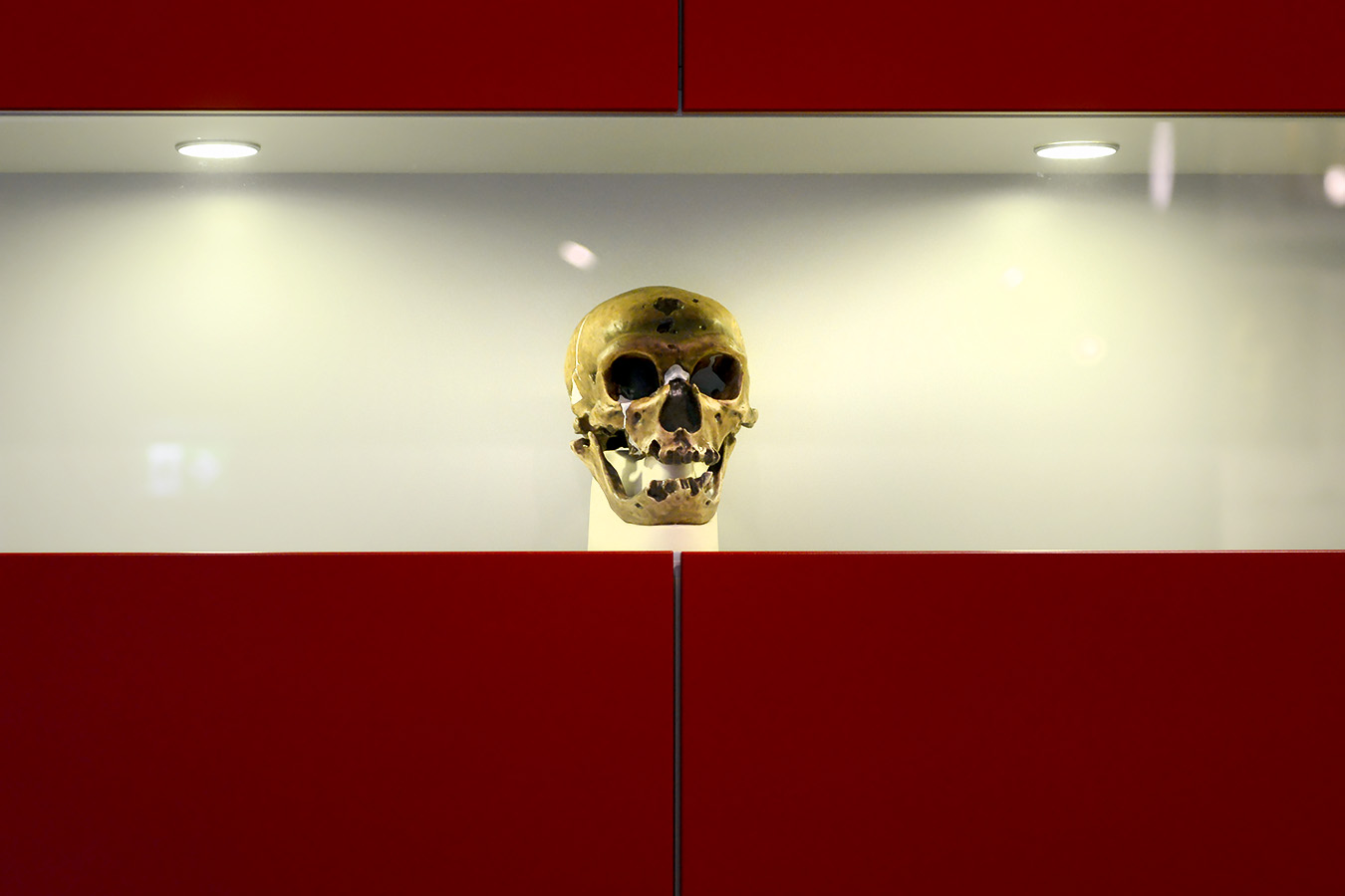 natuurmuseum brabant tilburg 1-2023 6038