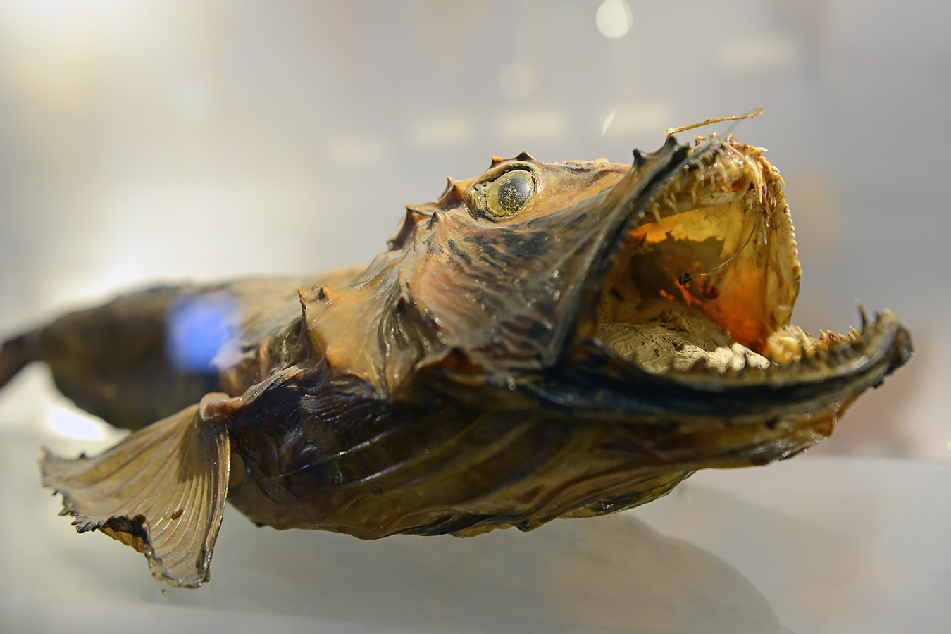 natuurmuseum brabant tilburg 1-2023 6048