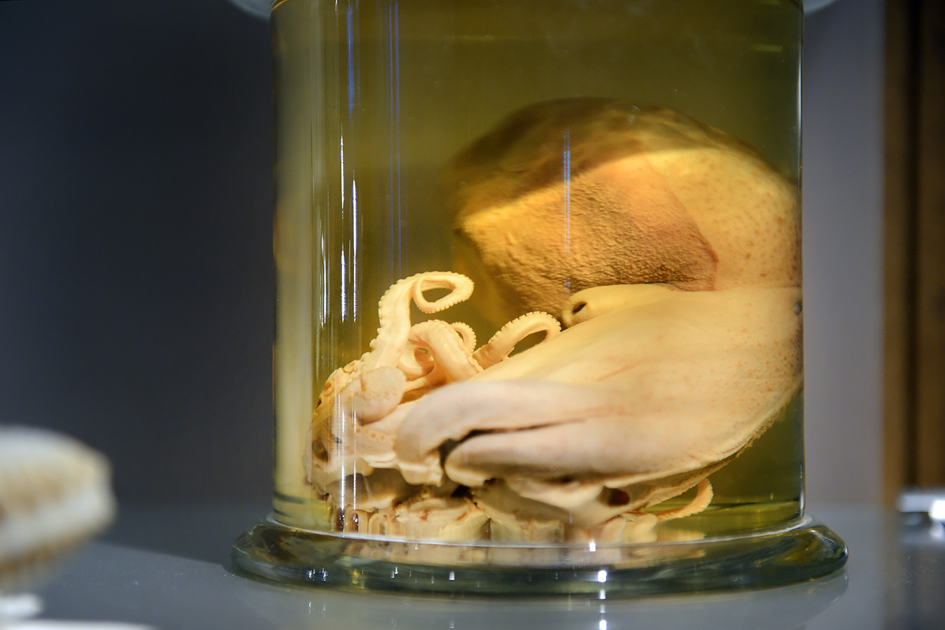 natuurmuseum brabant tilburg 1-2023 6052