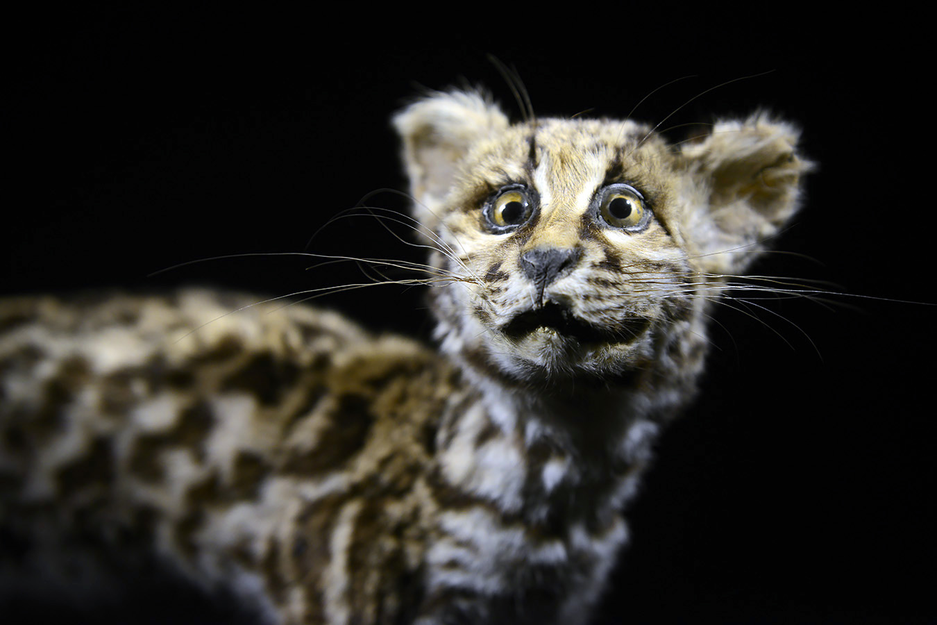 natuurmuseum brabant tilburg 1-2023 6079