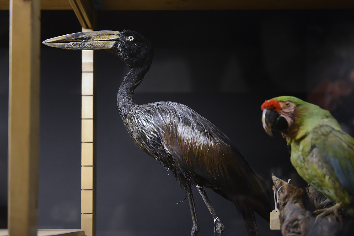 natuurmuseum brabant tilburg 1-2023 6093