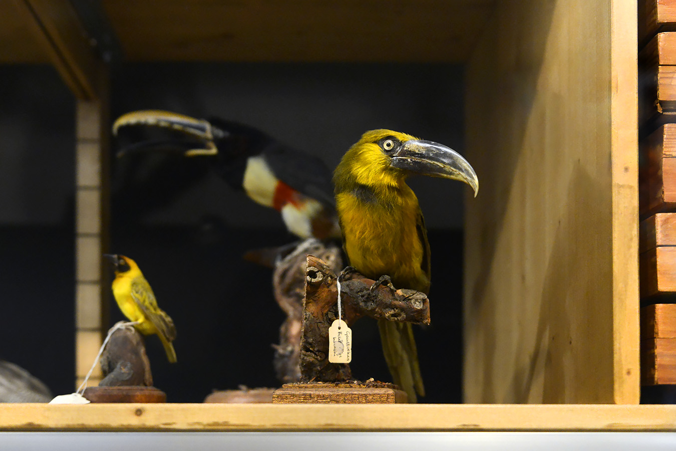 natuurmuseum brabant tilburg 1-2023 6098