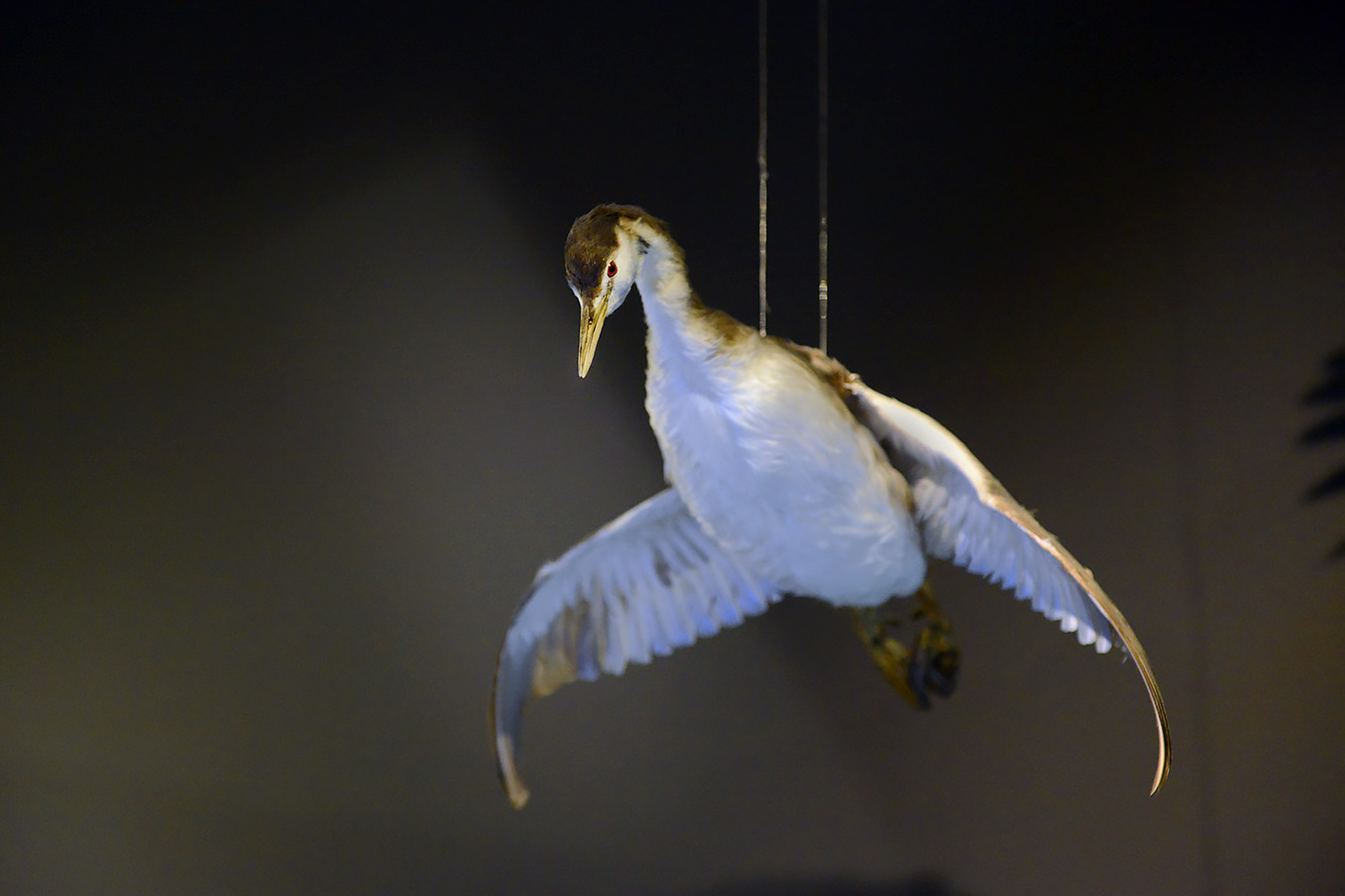 natuurmuseum brabant tilburg 1-2023 6112