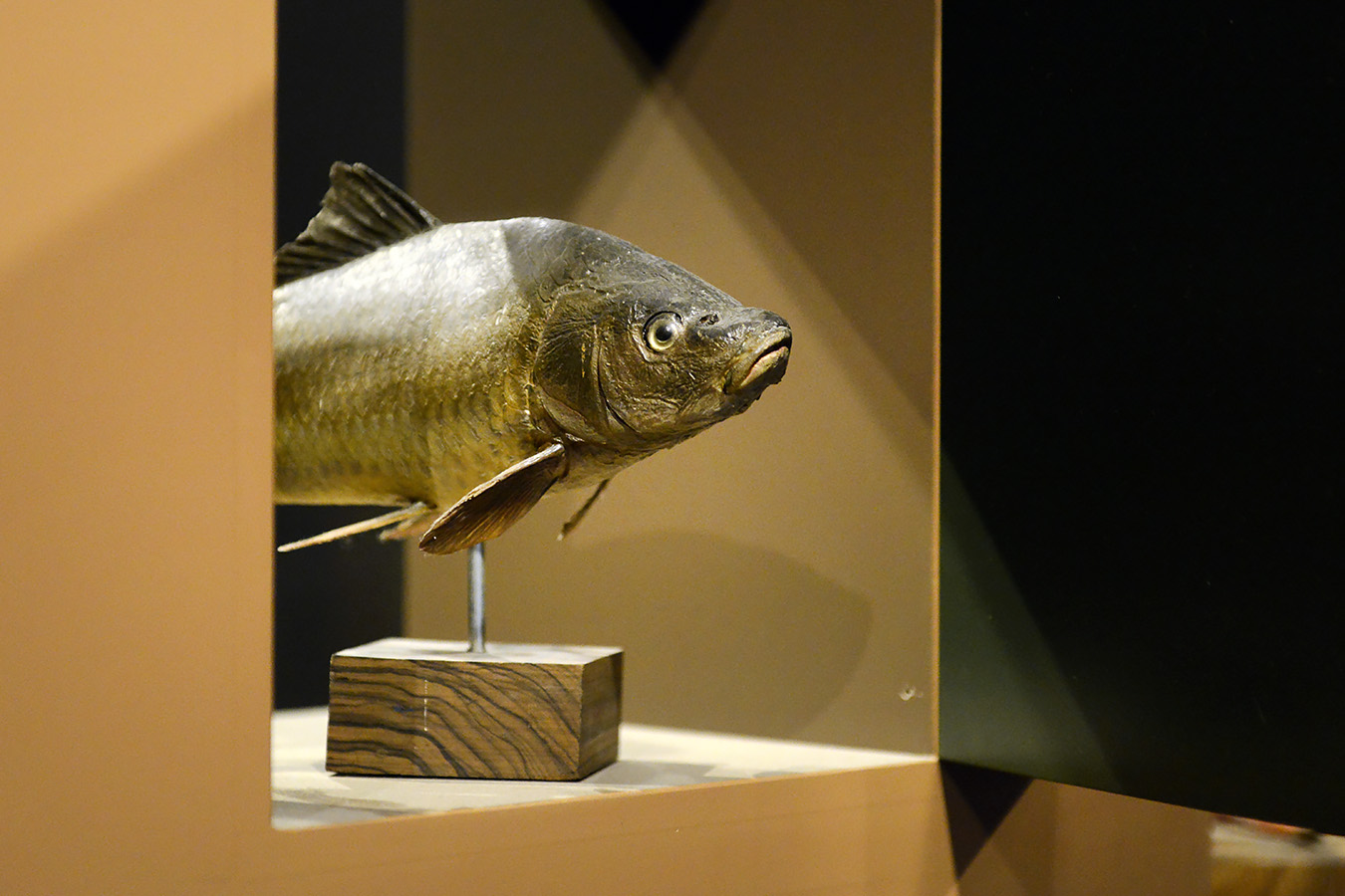 natuurmuseum brabant tilburg 1-2023 6113