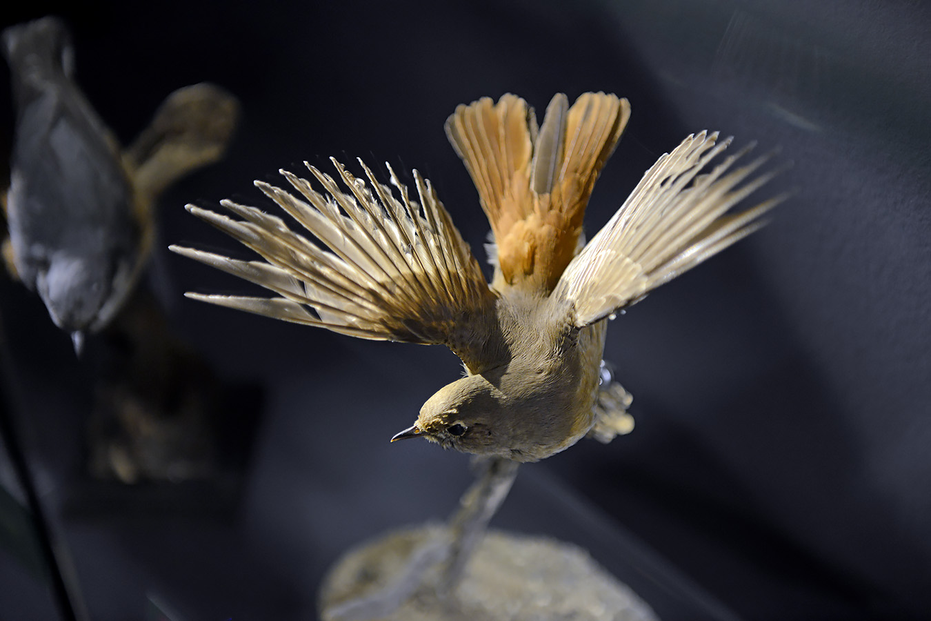 natuurmuseum brabant tilburg 1-2023 6134