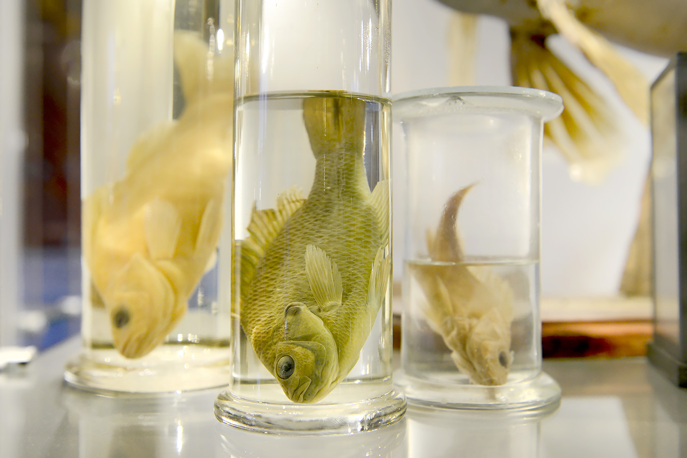 natuurmuseum brabant tilburg 1-2023 6136