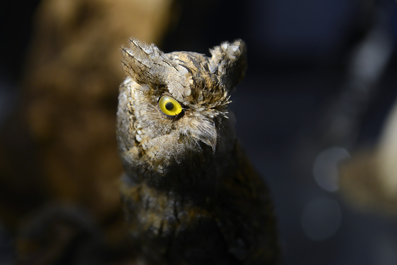 natuurmuseum brabant tilburg 1-2023 6139