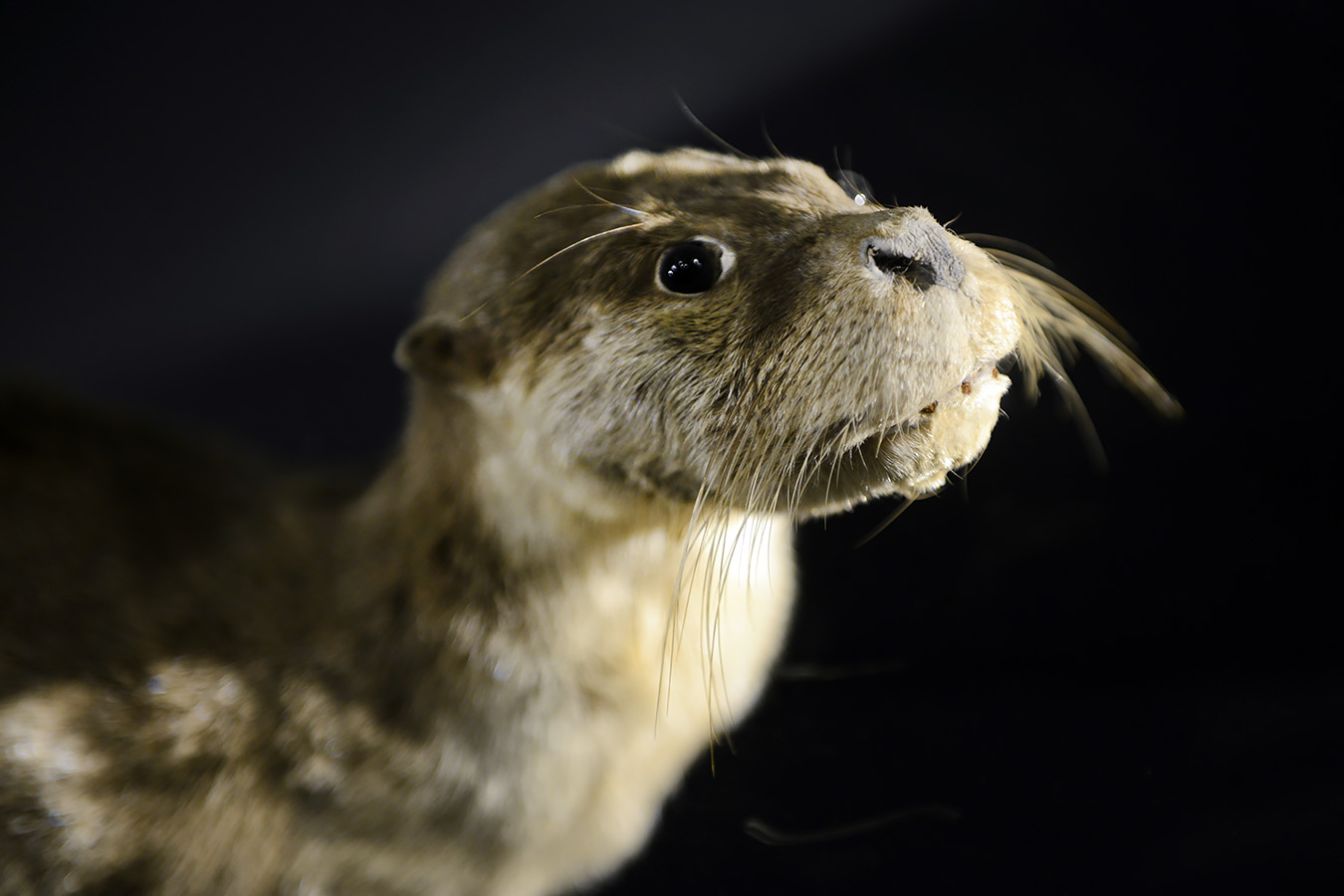 natuurmuseum brabant tilburg 1-2023 6167