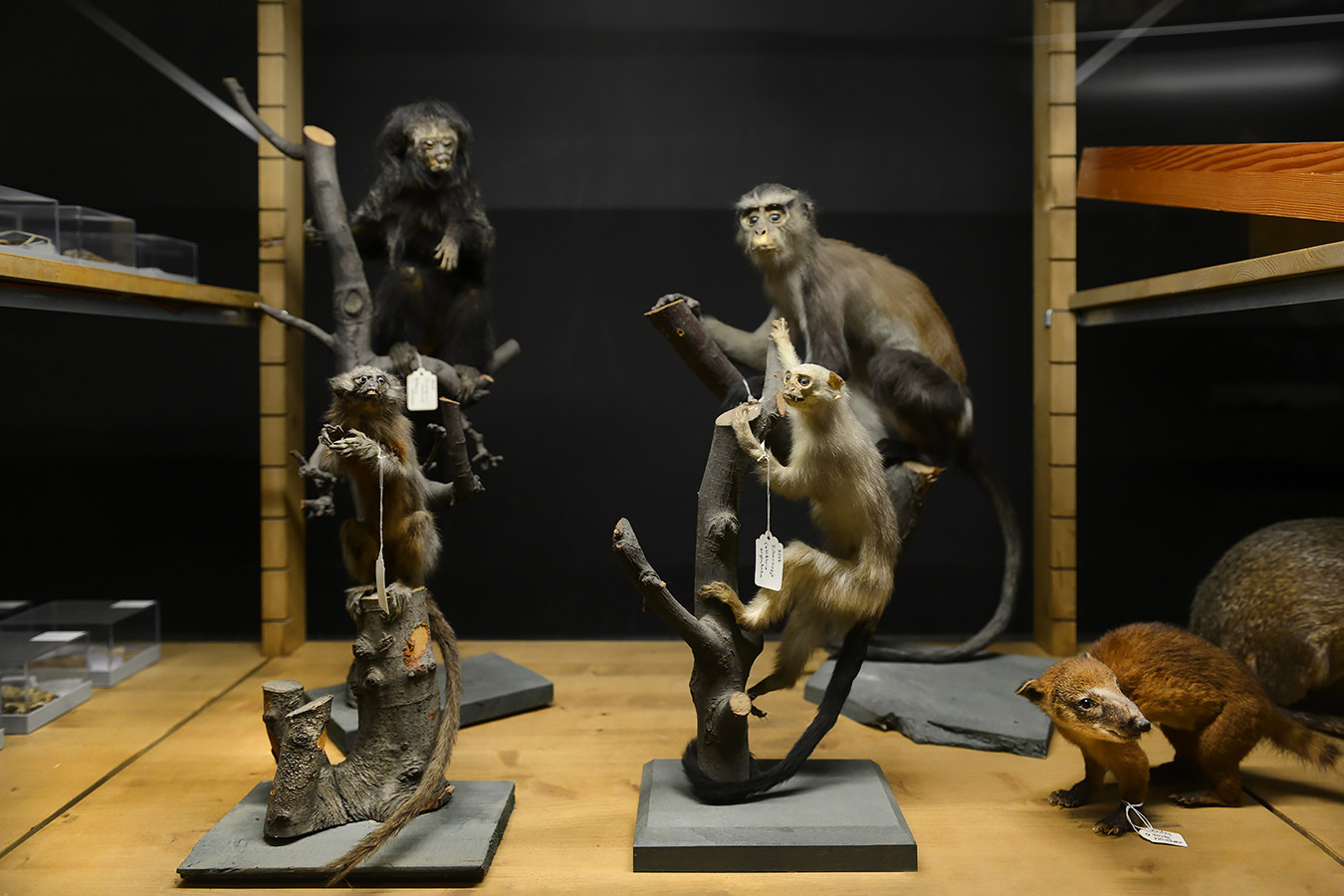 natuurmuseum brabant tilburg 1-2023 6181