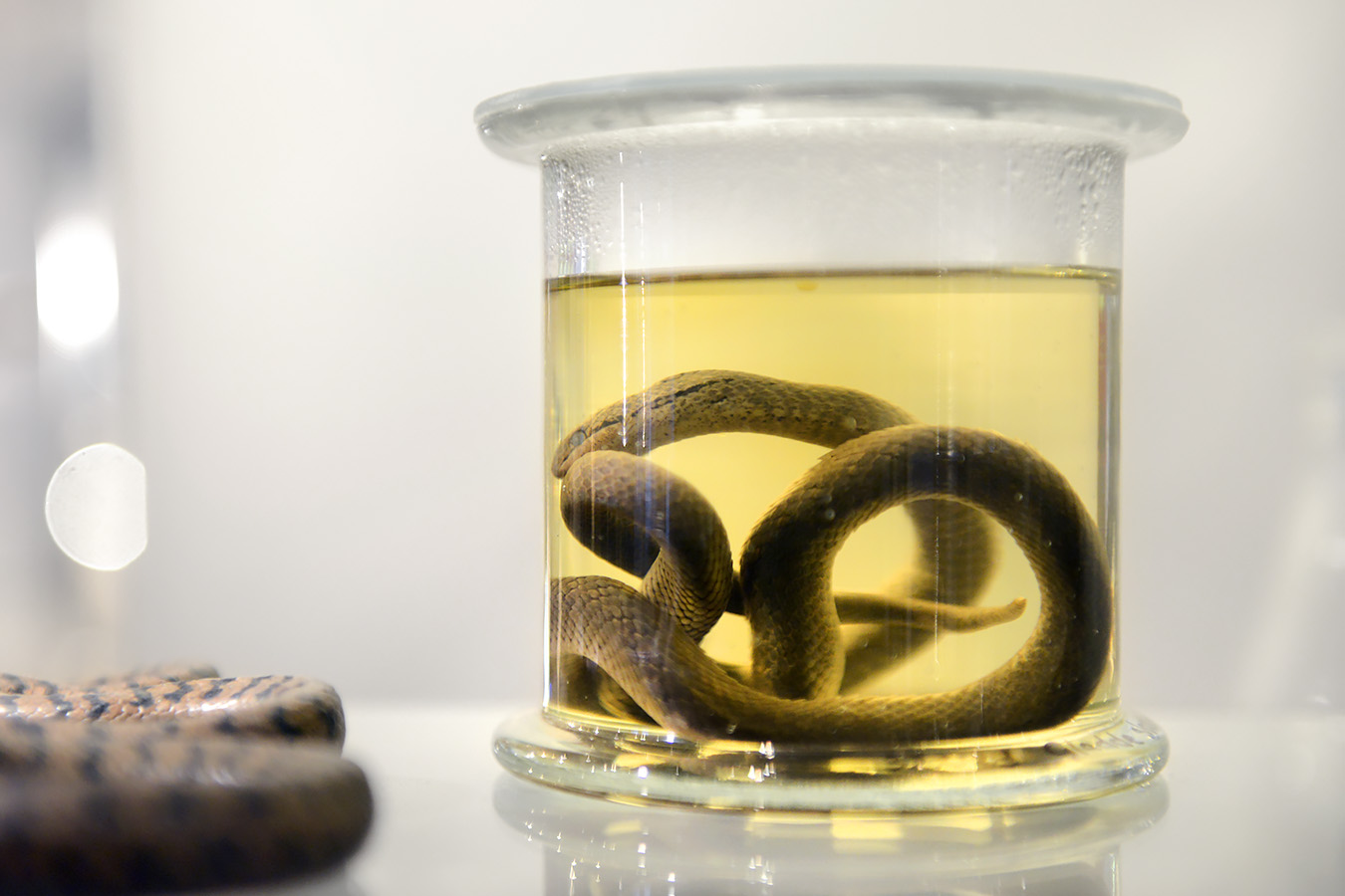 natuurmuseum brabant tilburg 1-2023 6193