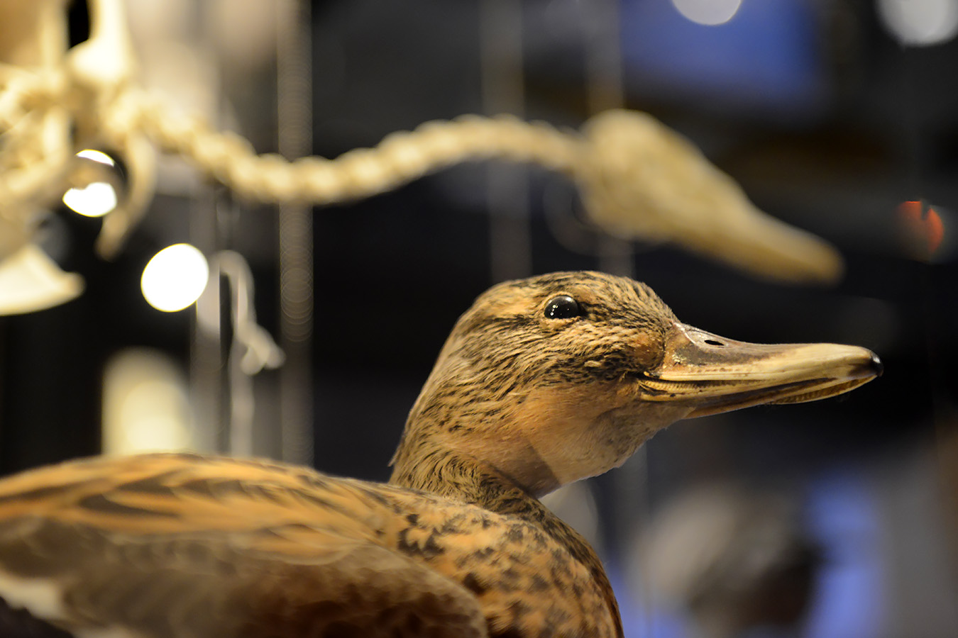 natuurmuseum brabant tilburg 1-2023 6194