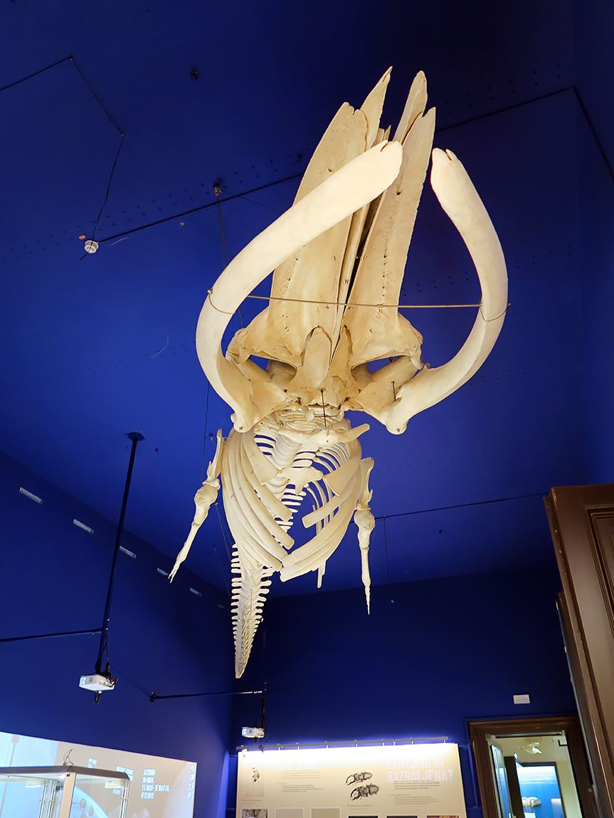 prirodoslovni muzej ljubljana 7-2023 9116